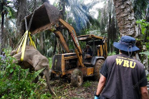 FEA03_06112019_GAJAH_BORNEO
