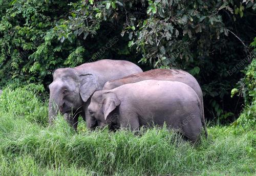 FEA03_07112019_GAJAH_BORNEO