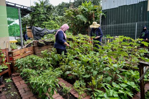 PROJEK KEBUN BANDAR DAMAI SARI DI PPR WANGSA SARI