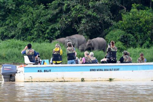 FEA03_08112019_GAJAH_BORNEO