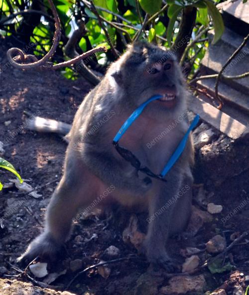 FEA03_10012012_BALI1