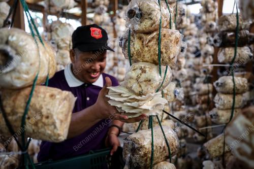 CENDAWAN TIRAM SUTERA