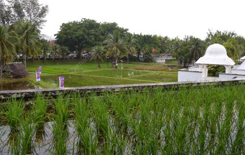 FEA03_13062012_LAMAN_PADI