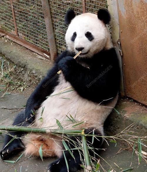 FEA03_13122012_PANDA