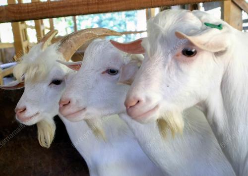 FEA03_14072019_KAMBING_HANDSOME