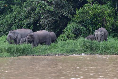 GAJAH PYGMY BORNEO