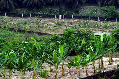 FEA03_16052019_KEBUN_PISANG