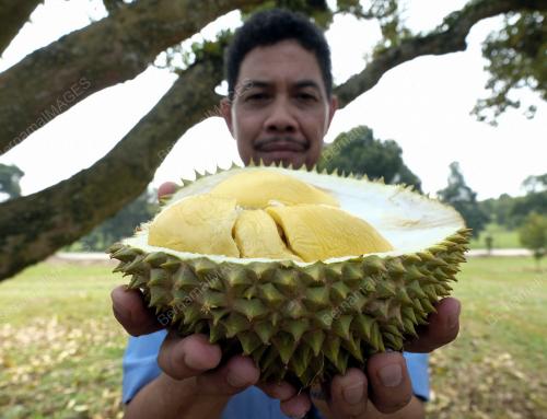 FEA03_16072019_DURIAN