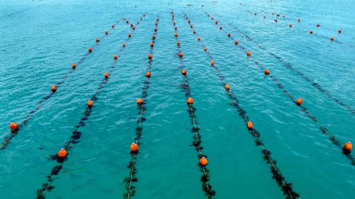 RUMPAI LAUT