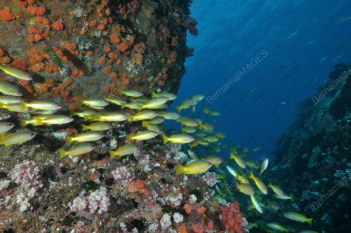 FEA03_18112015_TAMAN_LAUT