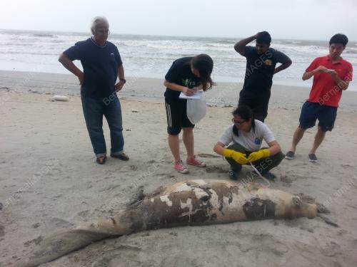 FEA03_19022016_DUGONG