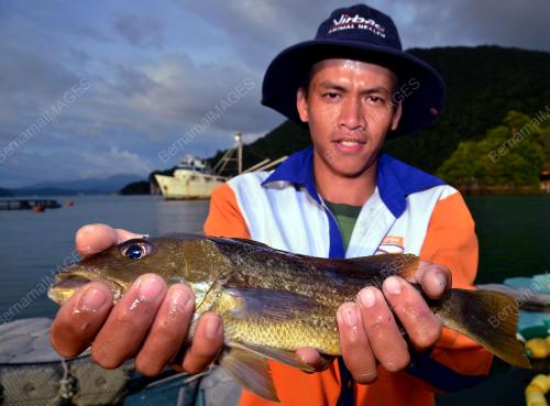FEA03_19122014_JENIS_IKAN