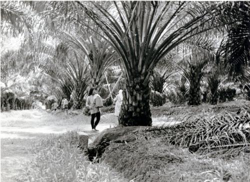 FEA03_20072017_FELDA