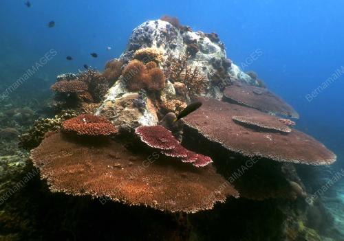 FEA03_20112015_TAMAN_LAUT