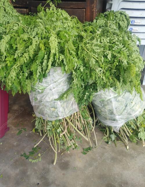 FEA03_21062018_MORINGA