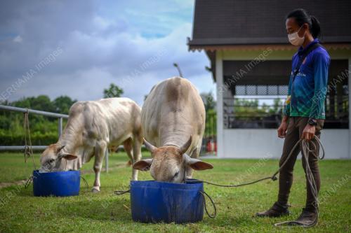 LEMBU PENARIK PEDATI