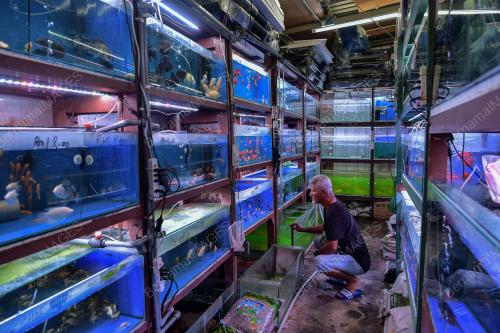 IKAN HIASAN PASAR PUDU