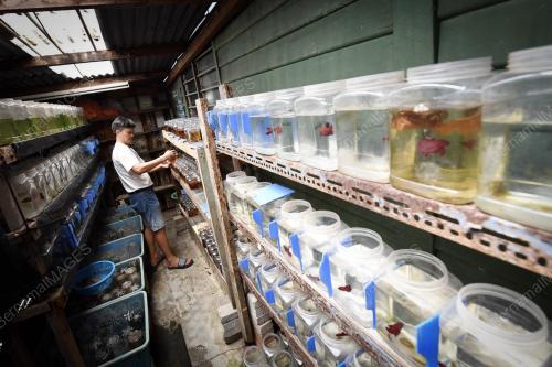 FEA03_27112018_IKAN_BETTA