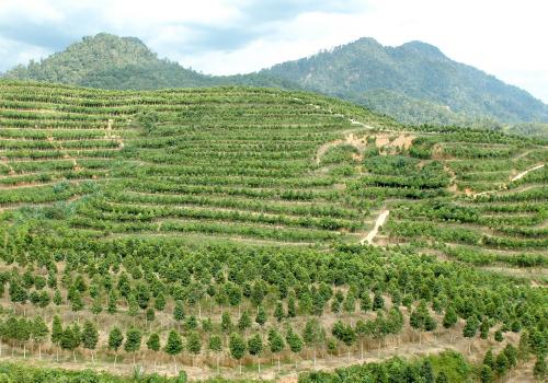 FEA03_28052012_PERAK