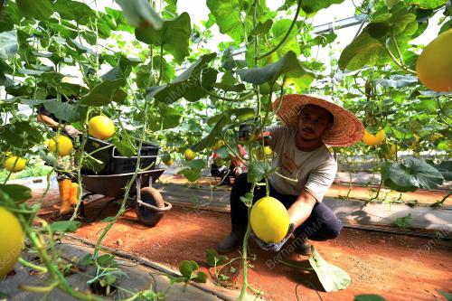 FEA03_30102017_MELON_MANIS