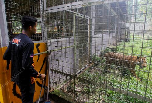 PENJAGA HARIMAU MALAYA DI NWRC