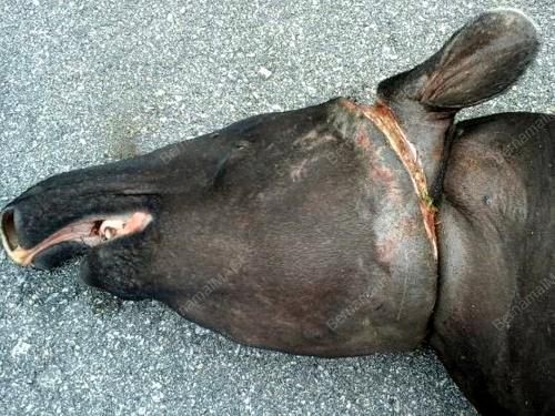 TAPIR