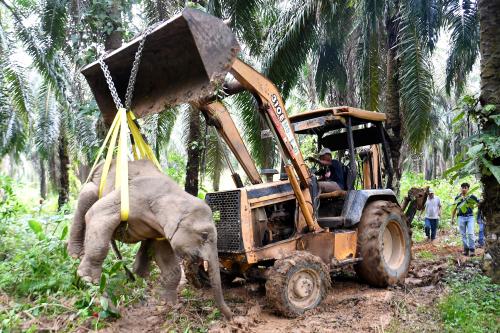 FEA04_06112019_GAJAH_BORNEO
