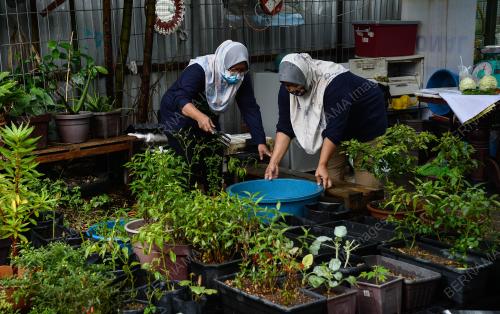 PROJEK KEBUN BANDAR DAMAI SARI DI PPR WANGSA SARI