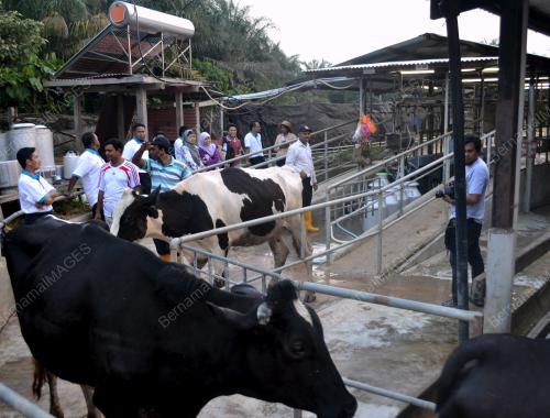 FEA04_11102012_LEMBU