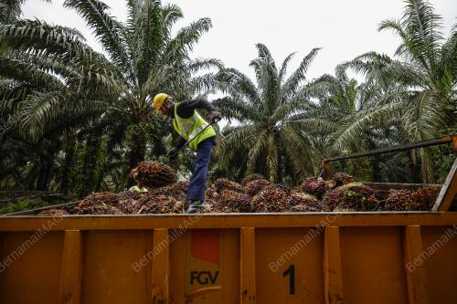 FGV HOLDINGS BHD