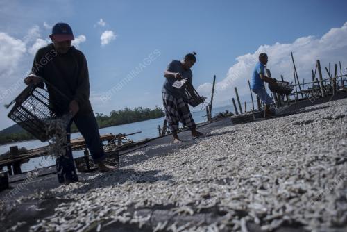 FEA04_13042018_IKAN_BILIS
