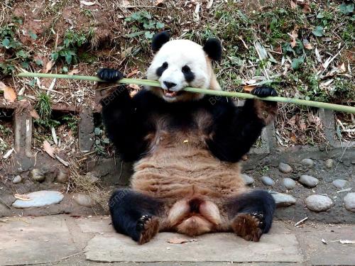 FEA04_13122012_PANDA