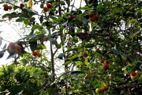 FEA04_14072013_FRIM