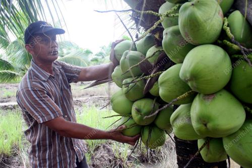 FEA04_15012012_KELAPA