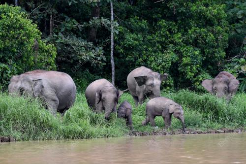 GAJAH PYGMY BORNEO