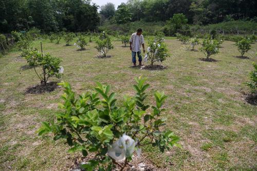 FEA04_16052019_KEBUN_JAMBU