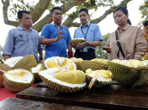 FEA04_16072019_DURIAN