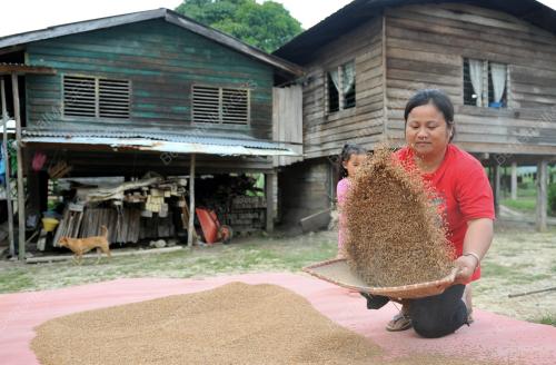 FEA04_18072012_MENAMPI_PADI