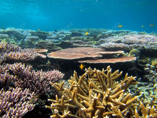 FEA04_18112015_TAMAN_LAUT