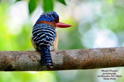 FEA04_18122012_BURUNG