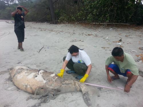 FEA04_19022016_DUGONG