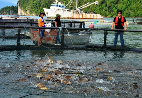 FEA04_19122014_SANGKAR_IKAN