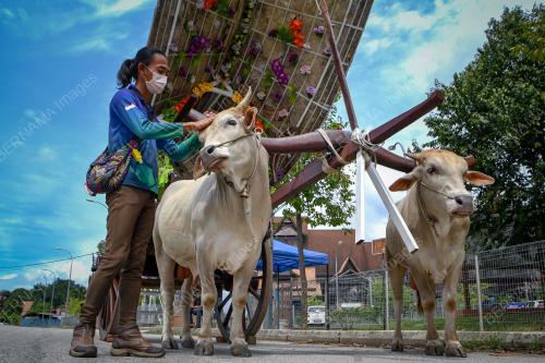 LEMBU PENARIK PEDATI