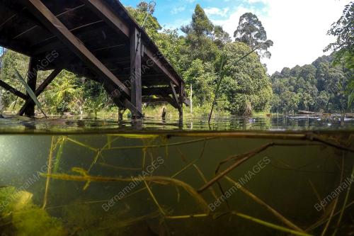 HUTAN DIGONDOLKAN UNTUK PEMBANGUNAN