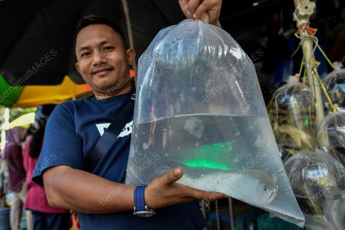 IKAN HIASAN PASAR PUDU