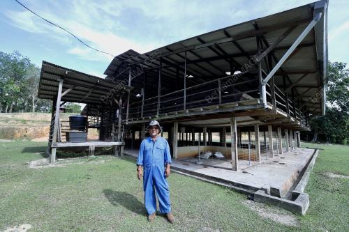 KAMBING_KATJANG