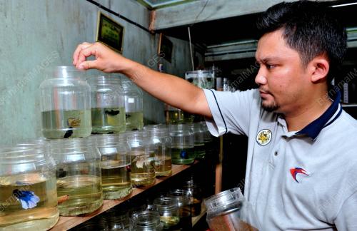 FEA04_28032012_IKAN_LAGA