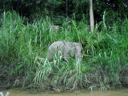 FEA04_29012013_SUNGAI_KINABATANGAN
