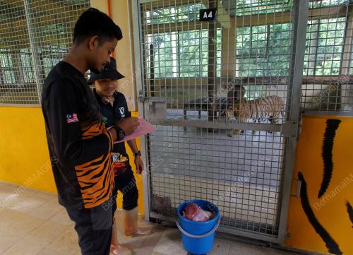 PENJAGA HARIMAU MALAYA DI NWRC