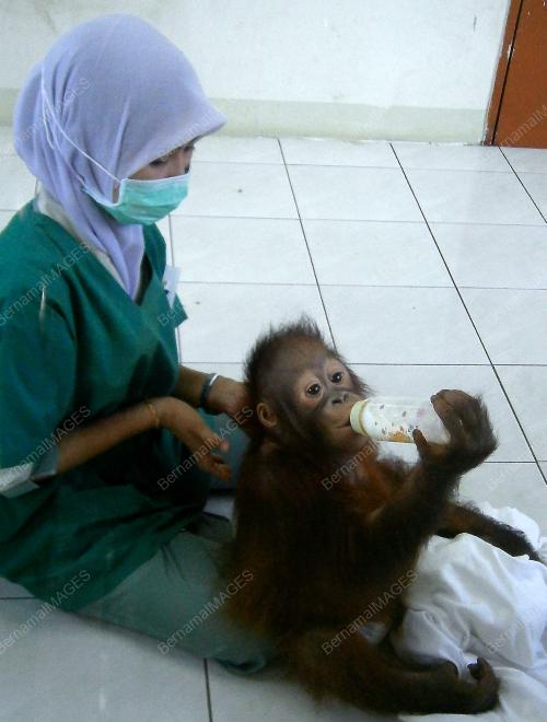 FEA05_03082012_ORANG_UTAN